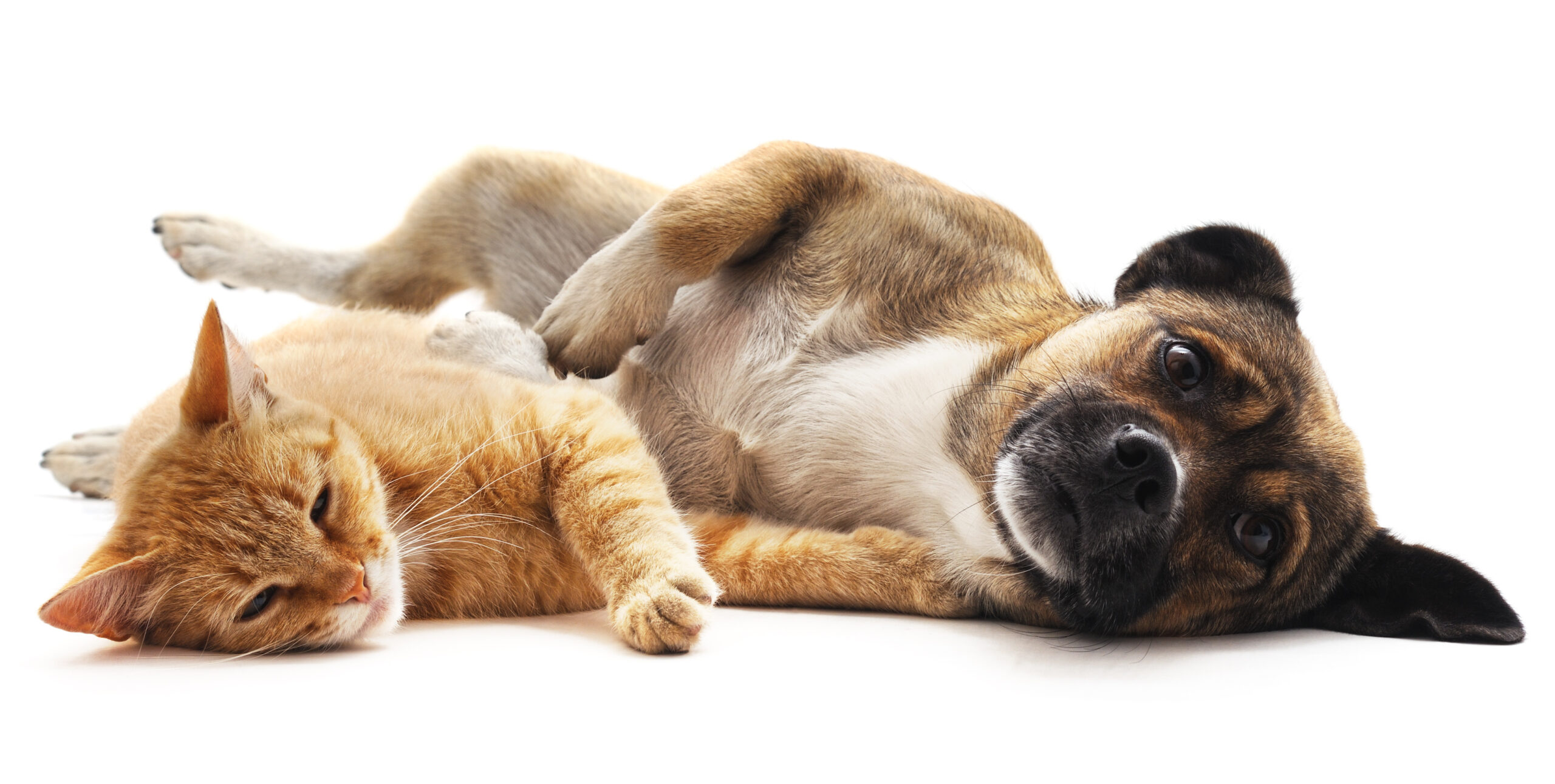 Kitten and puppy isolated on a white background.