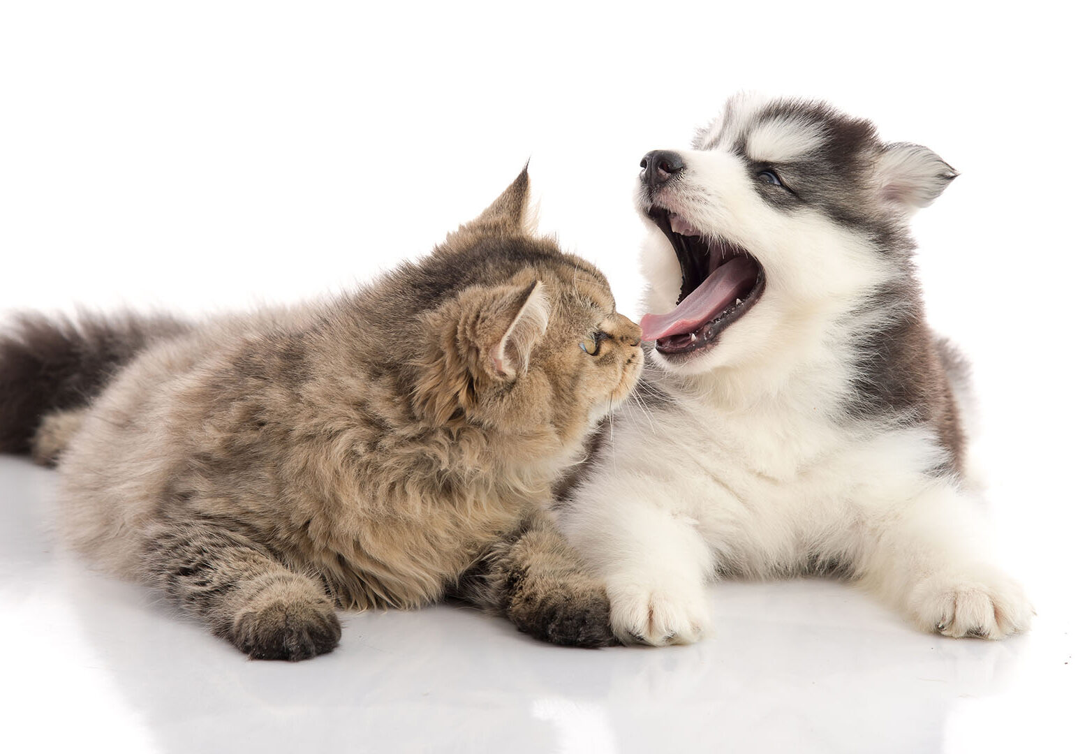 Cat and dog together lying on a white background,isolated