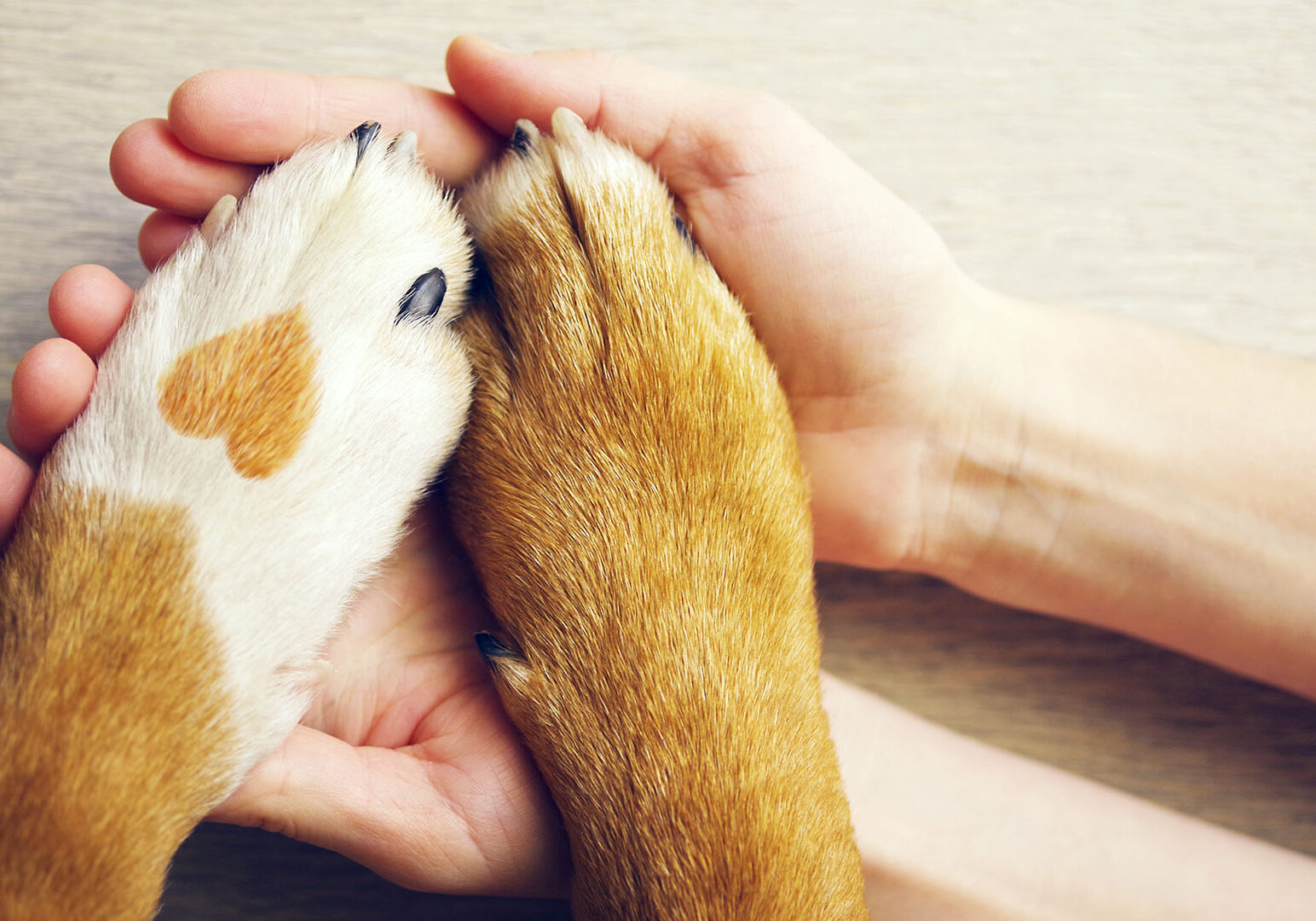 Dog paws with a spot in the form of heart and human hand close u