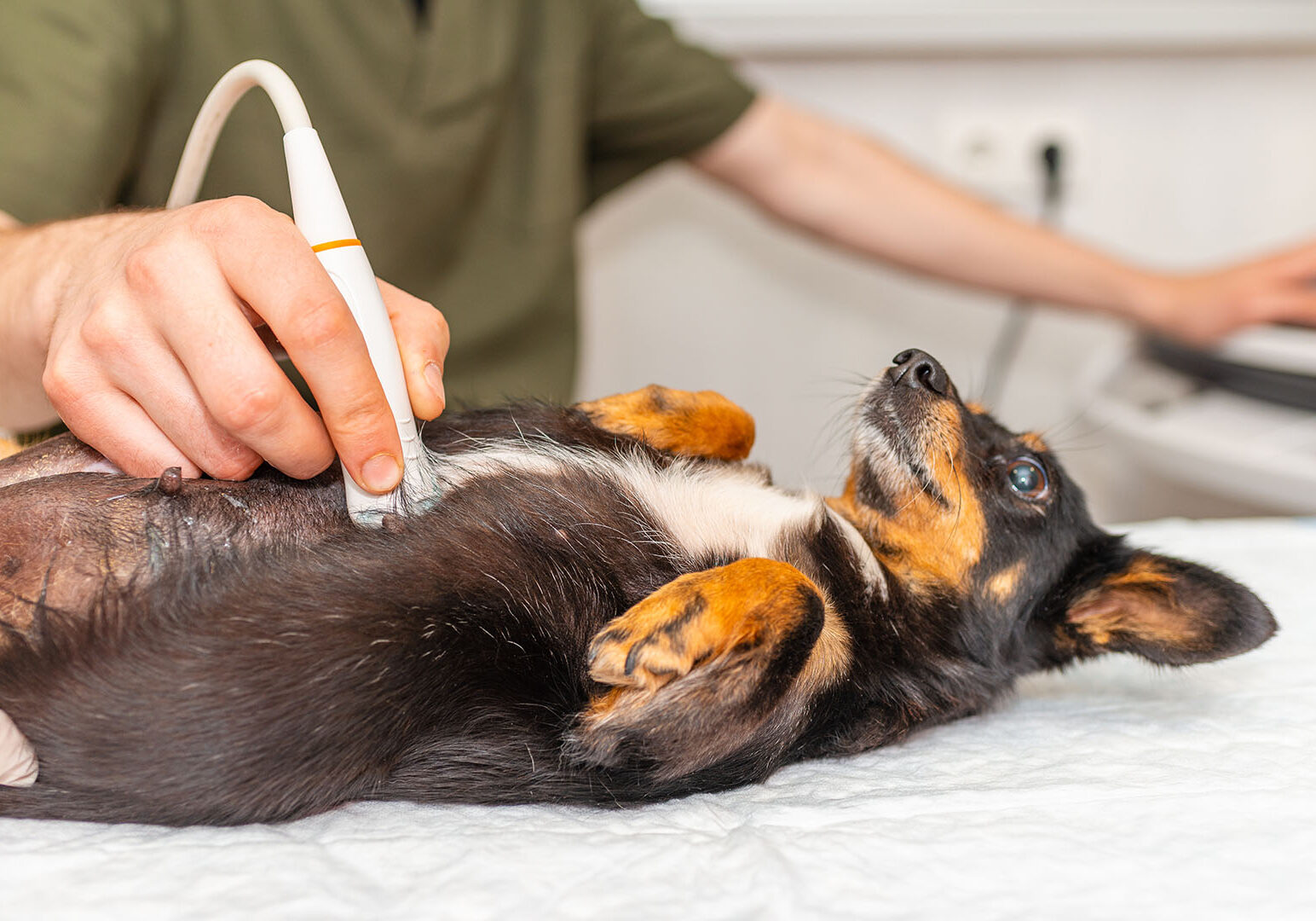 Dog having ultrasound scan in vet office.Little dog JACK RUSSELL TERRIER in veterinary clinic.