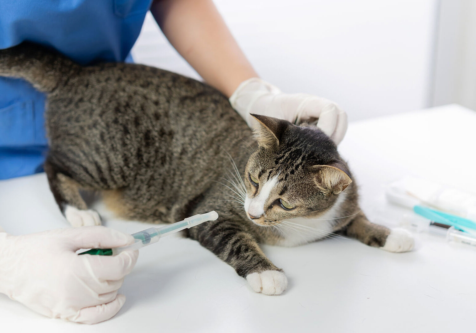 Doctor veterinarian is holding cute cat  at vet clinic.  Pet check up and vaccination. Health care.