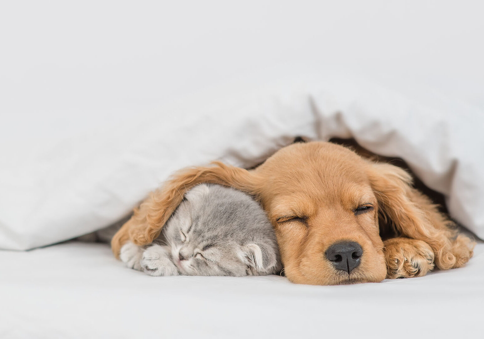 Cute kitten and sleepy English Cocker spaniel puppy lying together under warm blanket on a bed at home. Empty space for text.